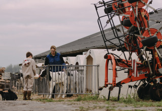 Kind voedt een kalfje met fles op een boerderij in Noord-Brabant, Nederland, samen met volwassene en katten.