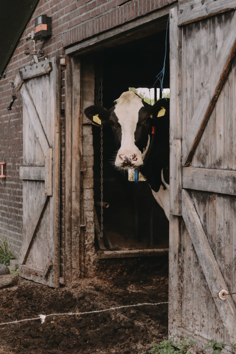 Vaca blanca y negra mira desde un establo con puertas de madera en Feather Down De Oude Melkstal, North Brabant.