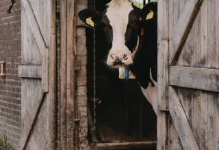 Black and white cow looks out from a barn with wooden doors at Feather Down De Oude Melkstal in North Brabant.