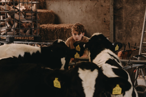 A boy gazes at black and white cows inside a barn at Feather Down De Oude Melkstal in North Brabant, Netherlands.