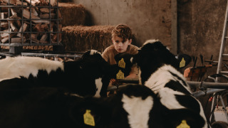 Un garçon regarde des vaches noires et blanches dans une grange à Feather Down De Oude Melkstal, Brabant-Septentrional.
