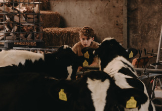 Un niño observa vacas blancas y negras en un establo en Feather Down De Oude Melkstal en North Brabant, Países Bajos.