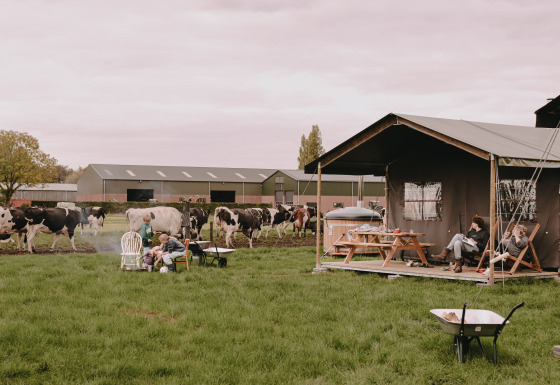 Familier nyder teltferie ved Feather Down De Oude Melkstal i Nord-Brabant, Holland, med køer på marken.