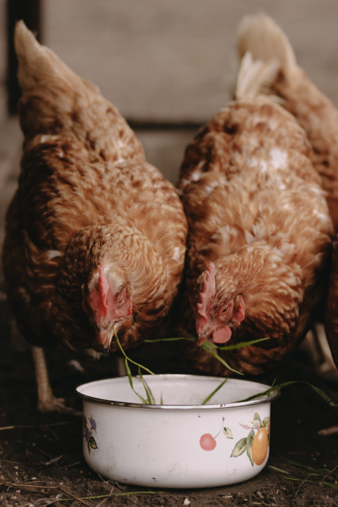 Brown chickens eating grass from a decorative bowl at Feather Down De Oude Melkstal, North Brabant, Netherlands.