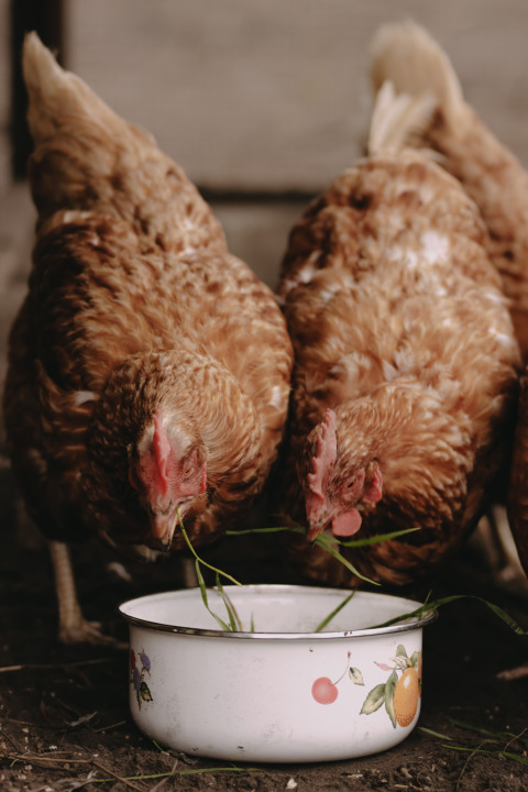 Poules brunes mangeant de l’herbe dans un bol décoré à Feather Down De Oude Melkstal, Brabant-Septentrional, Pays-Bas.