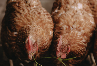 Bruine kippen eten gras uit een kom bij Feather Down De Oude Melkstal, Noord-Brabant, Nederland.