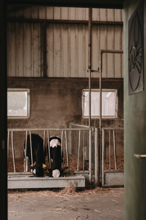 Two cows eat inside a barn at Feather Down De Oude Melkstal, a holiday park in North-Brabant, Netherlands.