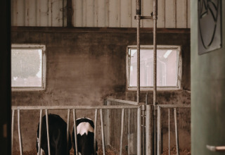 Two cows eat inside a barn at Feather Down De Oude Melkstal, a holiday park in North-Brabant, Netherlands.