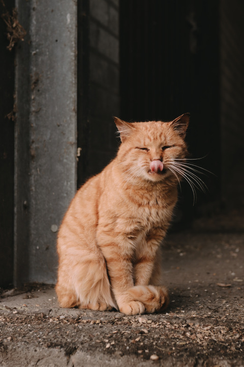 A ginger cat sitting on the ground at Feather Down De Oude Melkstal holiday park in North Brabant, Netherlands.