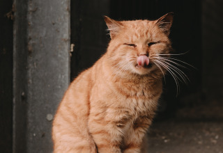 A ginger cat sitting on the ground at Feather Down De Oude Melkstal holiday park in North Brabant, Netherlands.