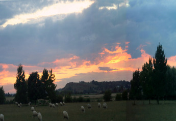 Atardecer en un prado con ovejas pastando cerca de un alojamiento glamping, árboles y colinas al fondo.