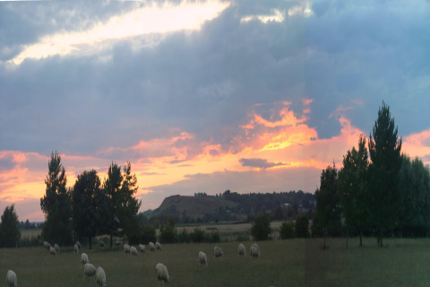 Solnedgang over en mark med får ved et glampingsted, omgivet af træer og en fredelig naturscene.