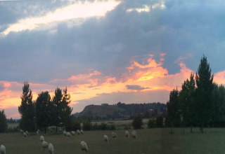 Tramonto su un prato con pecore vicino a una sistemazione glamping, alberi e colline sullo sfondo.