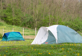 Twee tenten op een bloemenweide bij Robinzonski Kamp Hofman mobilhome in Kroatië, met bos op de achtergrond.