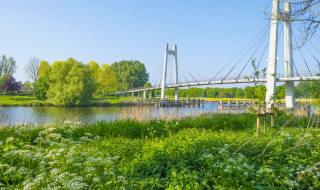 Puente sobre un río en los verdes alrededores de Almere, Flevolanda, Países Bajos, con flores silvestres delante.
