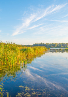 Lago pintoresco rodeado de naturaleza en un parque vacacional con glamping, bajo un cielo despejado.