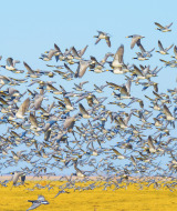Una gran bandada de aves silvestres vuela sobre campos junto a un parque de glamping bajo un cielo azul.