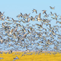 Una gran bandada de aves silvestres vuela sobre campos junto a un parque de glamping bajo un cielo azul.