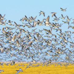 Una gran bandada de aves silvestres vuela sobre campos junto a un parque de glamping bajo un cielo azul.