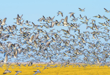 Una gran bandada de aves silvestres vuela sobre campos junto a un parque de glamping bajo un cielo azul.