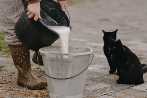 Two black cats watch as a person pours fresh milk into a bucket at Feather Down De Oude Melkstal.