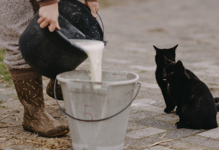 Twee zwarte katten kijken toe terwijl iemand verse melk in een emmer giet bij Feather Down De Oude Melkstal.