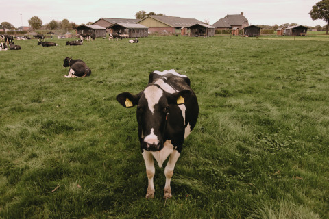 Schwarz-weiße Kuh steht auf grüner Wiese mit weiteren Kühen und Gebäuden im Hintergrund in Nordbrabant.