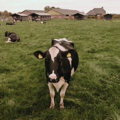 Vache noire et blanche sur un pré vert avec d’autres vaches et bâtiments agricoles en arrière-plan, Pays-Bas.