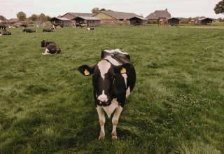 Black and white cow stands in green field, with other cows and farm buildings in the background in North Brabant.
