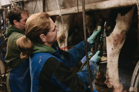 Two people milking a cow at Feather Down De Oude Melkstal holiday park in North-Brabant, Netherlands.