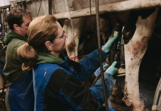 Two people milking a cow at Feather Down De Oude Melkstal holiday park in North-Brabant, Netherlands.