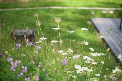 Wildflowers and green grass near a tree stump and deck at Chalet Catharina im Brixental in Austria.