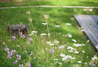 Wildflowers and green grass near a tree stump and deck at Chalet Catharina im Brixental in Austria.