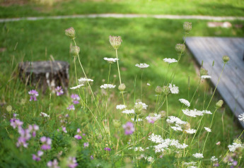 Wildflowers and green grass near a tree stump and deck at Chalet Catharina im Brixental in Austria.