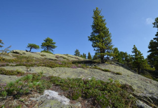 Felsige Landschaft mit verstreuten Kiefern und klarem, blauem Himmel nahe der Schneiderhütte in Österreich.