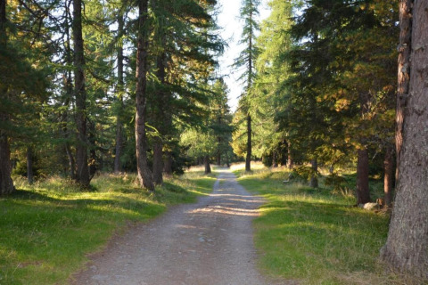 Waldweg beim Chalet Schneiderhütte in Österreich, umgeben von hohen Bäumen und Sonnenlicht.
