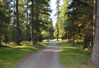 Waldweg beim Chalet Schneiderhütte in Österreich, umgeben von hohen Bäumen und Sonnenlicht.