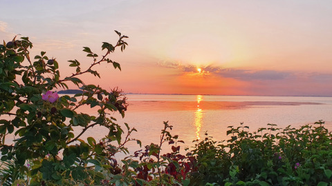 Tramonto su acqua calma visto da un glamping, cespugli e fiori in primo piano.
