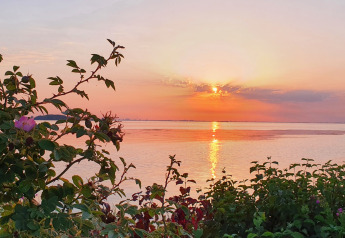 Coucher de soleil sur l’eau calme depuis un glamping, buissons et fleurs en premier plan.
