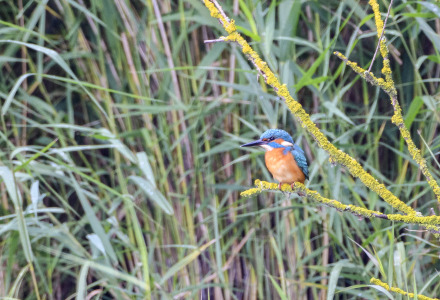 Un martín pescador de vivos colores descansa en una rama cerca de Lelystad, Flevoland, rodeado de hierba alta.