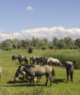 Caballos salvajes pastan en un prado verde junto a un estanque cerca de un parque vacacional glamping.