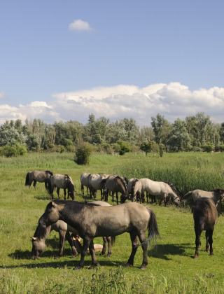Caballos salvajes pastan en un prado verde junto a un estanque cerca de un parque vacacional glamping.