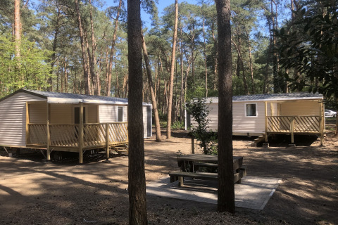 Deux chalets à Vlaamse gaai, entourés de grands pins, avec une table de pique-nique devant.