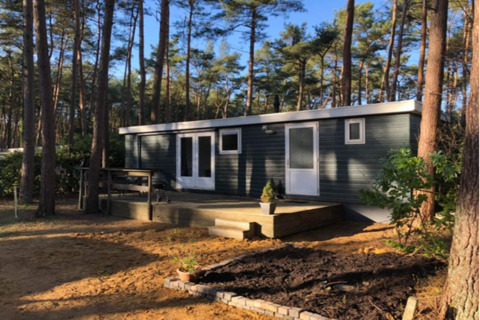 Photo du lodge Koolmees entouré de pins, avec une terrasse en bois et des plantes devant l’entrée.