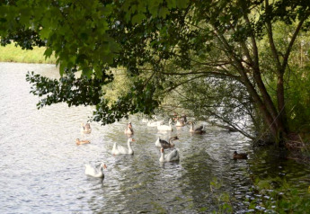 Ducks and geese swim peacefully on a pond beneath leafy trees at Les Bouleaux lodge in Belgium.