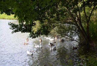 Eenden en ganzen zwemmen rustig op een vijver onder bomen bij Les Bouleaux lodge in België.