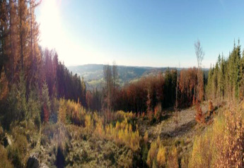 Panoramic view from Les Bouleaux lodge in Belgium, showing a sunlit forest, distant hills and a clear sky.