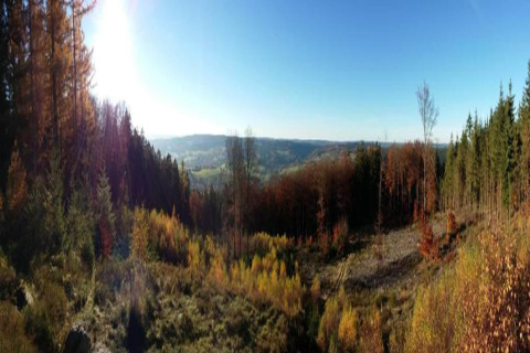 Panoramisch uitzicht vanaf lodge Les Bouleaux in België, met zonovergoten bossen en heuvelachtig landschap.