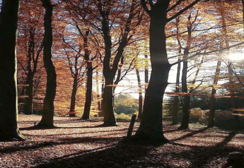 Sunlight filters through tall autumn trees in the forest at the 'Les Bouleaux' lodge in Belgium.
