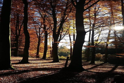 Zonnestralen schijnen tussen de herfstbomen bij de lodge ‘Les Bouleaux’ in België.
